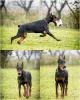 Photo №1. dobermann - for sale in the city of Loznica | negotiated | Announcement № 124058