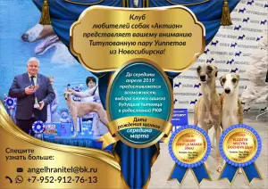 Photo №2 to announcement № 1494 for the sale of whippet - buy in Russian Federation breeder