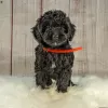 Additional photos: Stunning Goldendoodle Puppies