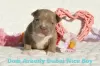 Additional photos: American Bully Kennel