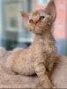 Photo №4. I will sell devon rex in the city of Bremen. private announcement, breeder - price - 471$