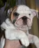 Photo №4. I will sell english bulldog in the city of St. Petersburg.  - price - 679$