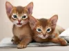 Photo №1. abyssinian cat - for sale in the city of Demirli | 300$ | Announcement № 111719