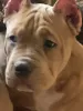 Additional photos: American bully puppies