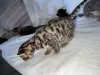 Photo №2 to announcement № 126349 for the sale of bengal cat - buy in Germany private announcement