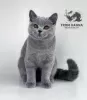 Photo №3. British Shorthair blue. Belarus