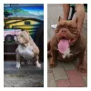 Photo №1. american bully - for sale in the city of Molodechno | negotiated | Announcement № 24622