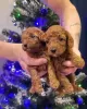 Photo №2 to announcement № 83142 for the sale of poodle (dwarf) - buy in Belarus breeder