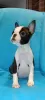 Photo №2 to announcement № 80321 for the sale of boston terrier - buy in Serbia breeder