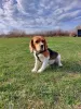 Additional photos: beagle