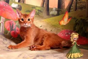 Photo №2 to announcement № 1113 for the sale of abyssinian cat - buy in Russian Federation breeder