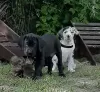 Photo №3. Great Dane puppies. Poland