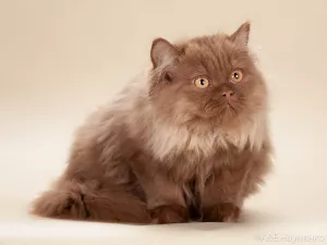 Photo №2 to announcement № 5745 for the sale of british longhair - buy in Russian Federation from nursery