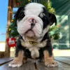 Photo №3. Beautiful English bulldog puppies. United States