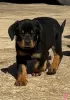 Photo №1. rottweiler - for sale in the city of Bakersfield | 650$ | Announcement № 50499