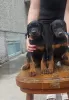 Photo №1. dobermann - for sale in the city of Ruma | 528$ | Announcement № 110269