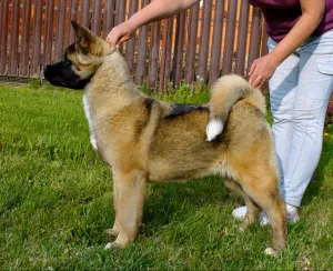 Photo №4. I will sell american akita in the city of Labinsk. breeder - price - negotiated