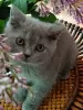 Additional photos: British blue female cats, legal breeding