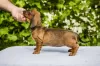 Photo №4. I will sell dachshund in the city of Šabac. breeder - price - negotiated