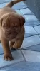 Additional photos: Dogue de Bordeaux puppies