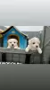 Photo №1. bichon frise - for sale in the city of Tennessee City | negotiated | Announcement № 15649