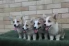 Photo №4. I will sell welsh corgi in the city of Bačka Topola.  - price - 581$