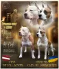 Photo №1. american staffordshire terrier - for sale in the city of Saulkrasti | 634$ | Announcement № 60555