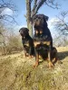 Photo №2 to announcement № 100929 for the sale of rottweiler - buy in Latvia breeder