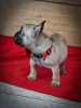 Additional photos: French Bulldog puppies