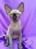 Photo №1. sphynx cat - for sale in the city of Rostov-on-Don | 355$ | Announcement № 11951