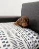 Photo №2 to announcement № 45283 for the sale of dachshund - buy in Ukraine 