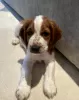 Photo №1. welsh springer spaniel - for sale in the city of Vilnius | negotiated | Announcement № 94426