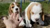 Photo №1. beagle - for sale in the city of Berlin | 380$ | Announcement № 128460