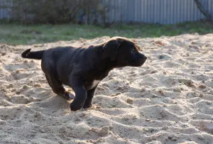 Additional photos: Xolo puppies in wool