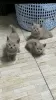 Photo №1. british shorthair - for sale in the city of Антверпен | negotiated | Announcement № 123973