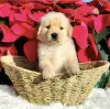 Photo №4. I will sell golden retriever in the city of New York. from nursery, breeder - price - 600$