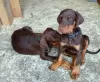 Photo №1. dobermann - for sale in the city of Винтерберг | Is free | Announcement № 130145