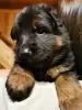 Additional photos: Elite litter of long-haired German shepherds