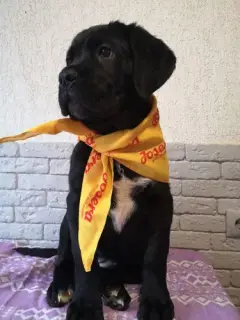 Photo №2 to announcement № 4830 for the sale of cane corso - buy in Ukraine private announcement, breeder