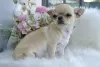 Photo №4. I will sell chihuahua in the city of Helsinki. private announcement - price - 634$