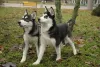 Additional photos: 2 husky girls for sale