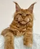 Photo №1. maine coon - for sale in the city of Berlin | 317$ | Announcement № 103701