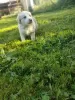 Photo №3. Border collie puppy. Poland