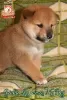 Photo №4. I will sell shiba inu in the city of Khmelnitsky. breeder - price - negotiated