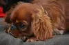 Additional photos: King charles spaniel