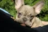 Photo №3. Exotic french bulldog puppies. Serbia