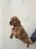 Additional photos: American cocker spaniel 4 females 1 male A quality puppies