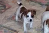 Photo №2 to announcement № 97010 for the sale of jack russell terrier - buy in United Kingdom private announcement