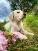 Photo №2 to announcement № 16302 for the sale of labrador retriever - buy in Belarus private announcement, breeder