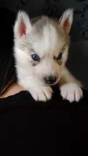 Photo №4. I will sell siberian husky in the city of Торосово. breeder - price - 236$